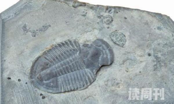 真实的三叶虫化石图片（不管是浅海还是深海都有它们的身影）(4)