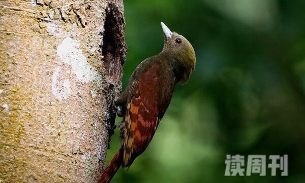竹啄木鸟生活习性（通常会单独或者成对活动）(1)