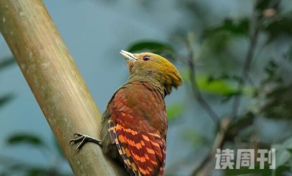 竹啄木鸟生活习性（通常会单独或者成对活动）(2)