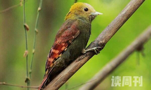 竹啄木鸟生活习性（通常会单独或者成对活动）(4)