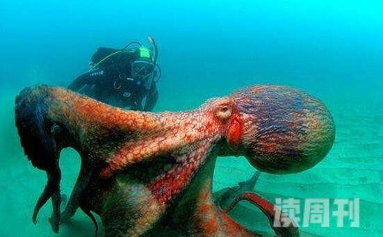 世界上最大的章鱼北太平洋巨型章鱼554斤9.8米(2)