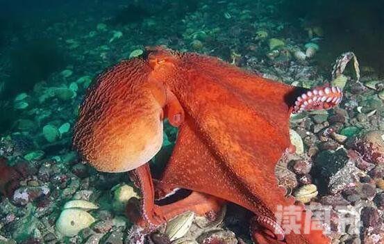 世界上最大的章鱼北太平洋巨型章鱼554斤9.8米(3)