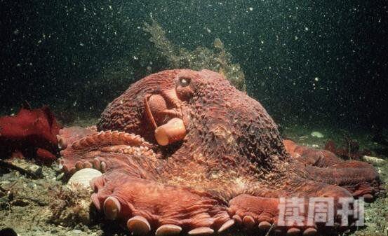 世界上最大的章鱼北太平洋巨型章鱼554斤9.8米(4)