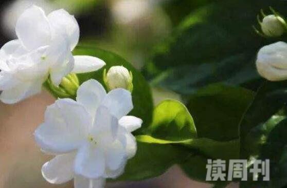 中国最有名的花兰花是花中谦谦君子(花香色艳)(2)