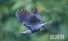 大灰啄木鸟生活习性（通常会结成群体活动）