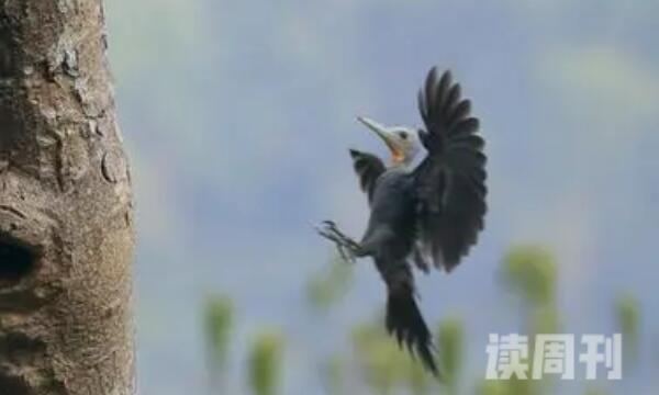 大灰啄木鸟生活习性（通常会结成群体活动）(2)