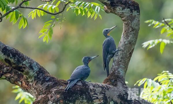 大灰啄木鸟生活习性（通常会结成群体活动）(3)