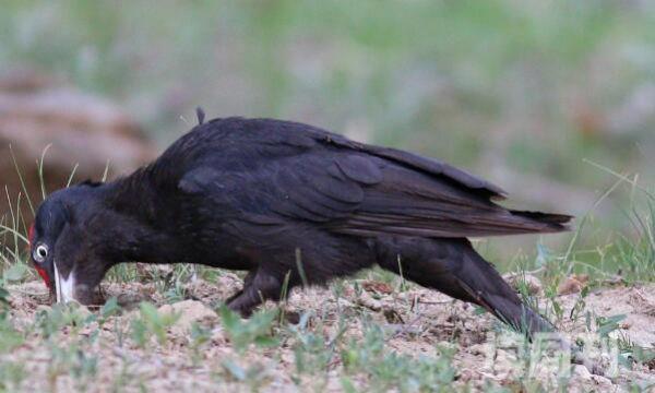 黑啄木鸟生活习性（飞行方式呈现波浪式，但是波浪式起伏不是很大）(1)