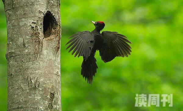 黑啄木鸟生活习性（飞行方式呈现波浪式，但是波浪式起伏不是很大）(3)