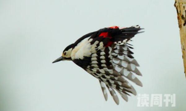 白翅啄木鸟生活习性（善于飞行，飞行方式呈现波浪式）(1)