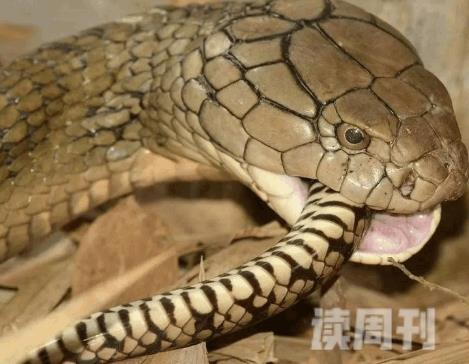 世上体型最长的毒蛇眼镜王蛇(2)