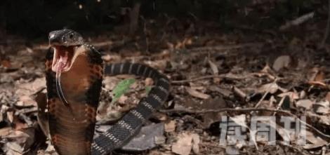 世上体型最长的毒蛇眼镜王蛇(3)