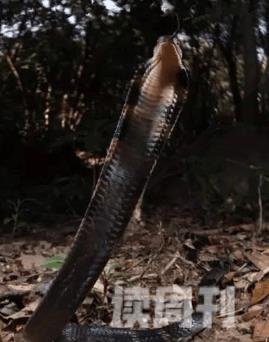 世上体型最长的毒蛇眼镜王蛇(4)