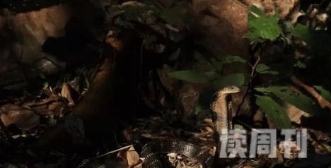 世上体型最长的毒蛇眼镜王蛇(7)