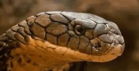 世上体型最长的毒蛇眼镜王蛇(9)