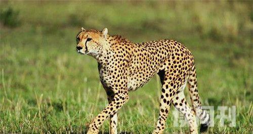 世界上跑的最快的动物是猎豹速度达到100千米小时以上(1)