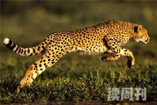 世界上跑的最快的动物是猎豹速度达到100千米小时以上(2)