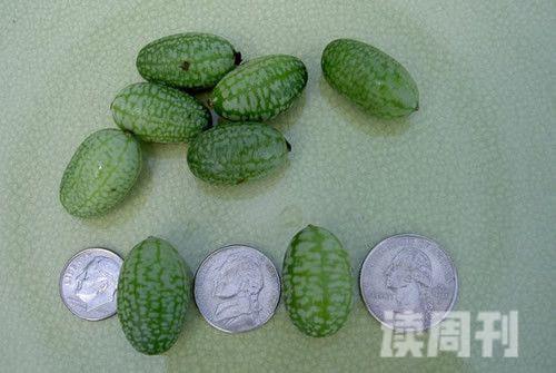 世界上最小的西瓜（只有花生米大小）(2)