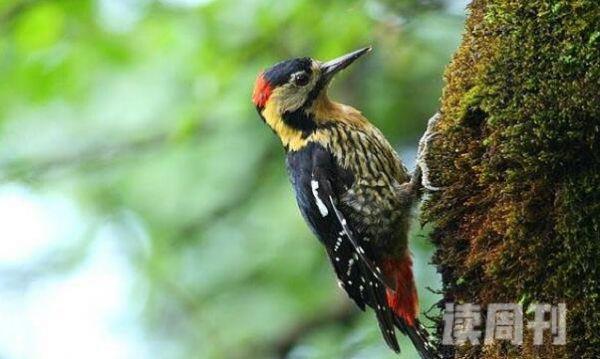 黄颈啄木鸟特征（体长大约是21到24厘米）(1)