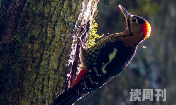 黄颈啄木鸟特征（体长大约是21到24厘米）(4)