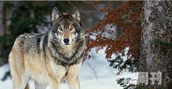 藏獒和狼谁厉害理论上狼在体型、咬合力略胜藏獒(2)