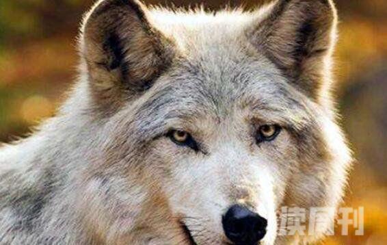 藏獒和狼谁厉害理论上狼在体型、咬合力略胜藏獒(4)