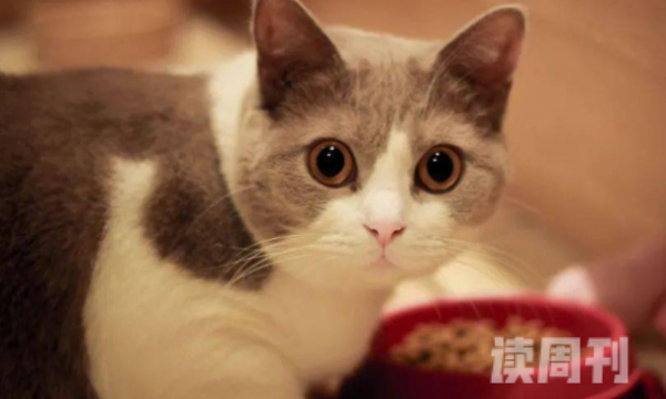 猫咪厌食消瘦有什么办法（可能是因为猫咪肠胃出了问题）(1)