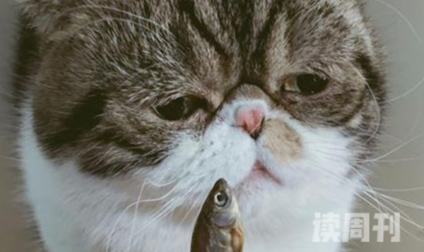 猫咪厌食消瘦有什么办法（可能是因为猫咪肠胃出了问题）(2)