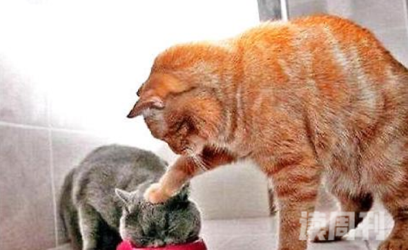 猫咪厌食消瘦有什么办法（可能是因为猫咪肠胃出了问题）(3)