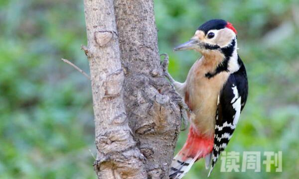 赤胸啄木鸟特征（体长大约是16到19厘米，体重大约是30到45克）(1)