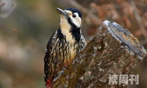 赤胸啄木鸟特征（体长大约是16到19厘米，体重大约是30到45克）(2)