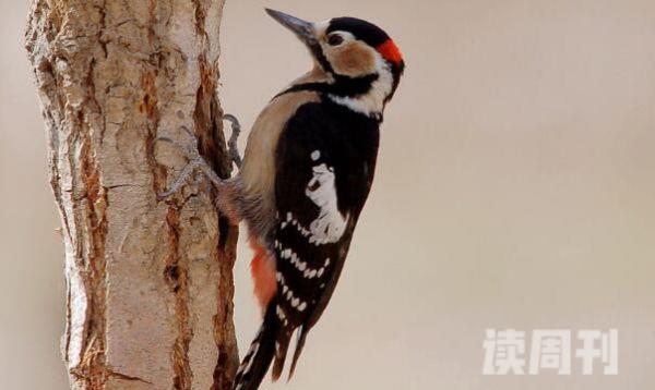 赤胸啄木鸟特征（体长大约是16到19厘米，体重大约是30到45克）(3)