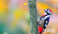 纹胸啄木鸟特征（纹胸啄木鸟的虹膜是棕红色或者褐色）