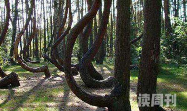 几十年之间长成的奇怪松树