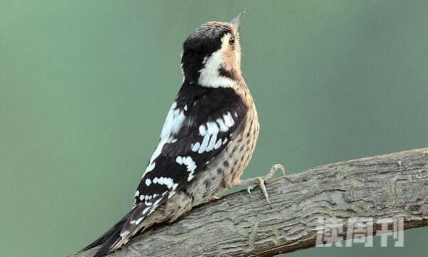 星头啄木鸟特征（体型较小它的体长大约是14到18厘米）(2)