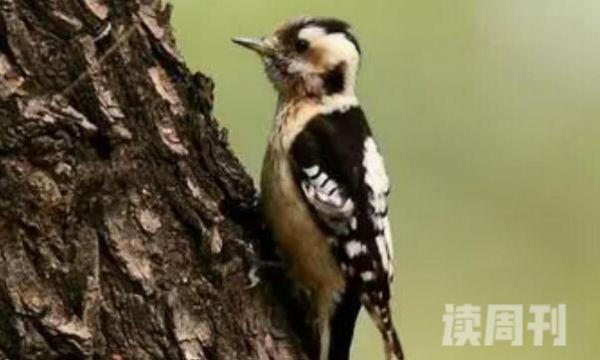 星头啄木鸟特征（体型较小它的体长大约是14到18厘米）(3)