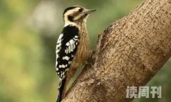星头啄木鸟特征（体型较小它的体长大约是14到18厘米）(4)
