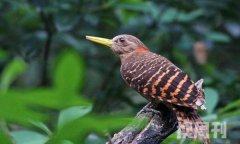 黄嘴栗啄木鸟特征（雄鸟的颈侧部和后脑勺有绯红色的斑块）