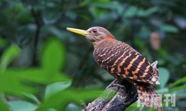 黄嘴栗啄木鸟特征（雄鸟的颈侧部和后脑勺有绯红色的斑块）(1)