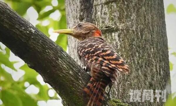 黄嘴栗啄木鸟特征（雄鸟的颈侧部和后脑勺有绯红色的斑块）(2)