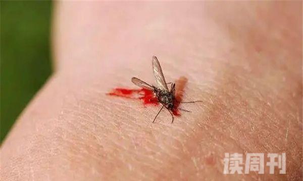 一楼蚊子多怎么解决（花斑蚊能够传播登革热，使人感染疾病）(2)