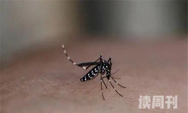一楼蚊子多怎么解决（花斑蚊能够传播登革热，使人感染疾病）(4)