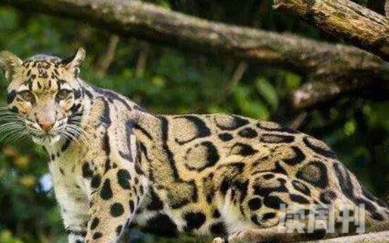 灭绝又被发现的动物世界上最后一只台湾云豹