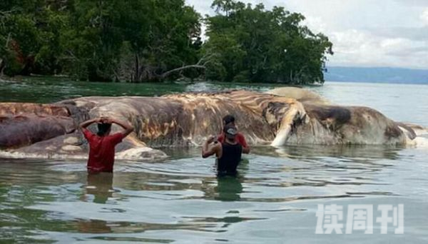 印尼海滩现15米长神秘海洋生物(2)