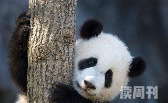 中国十大珍稀动物介绍野生大熊猫誉为国宝(剩1600只)