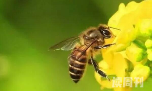 如何避免被蜜蜂蛰（有蜜蜂之处注意穿搭）(2)