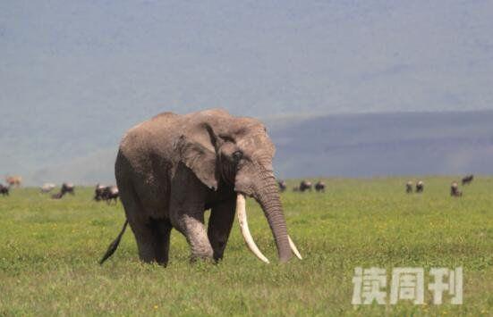 非洲象世界上陆地最大哺乳类动物(2)