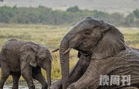 非洲象世界上陆地最大哺乳类动物(4)
