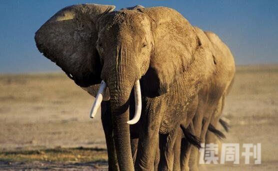 非洲象世界上陆地最大哺乳类动物(5)