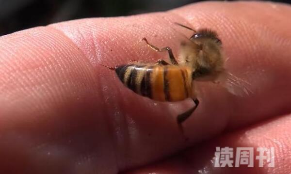 蜜蜂什么情况下会蜇人（被蜜蜂蛰了怎么处理）(3)